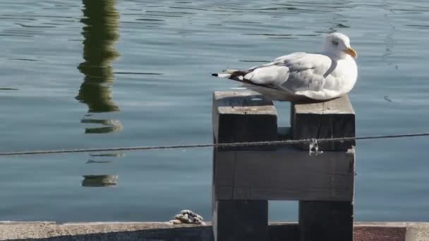 Burung Camar Pada Tampilan Sisi Dermaga — Stok Video