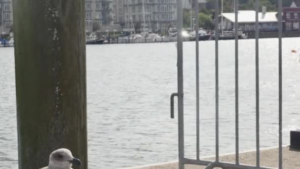 Flensburg Germany September 2023 Seagull Chick Harbor Shore — Stock Video