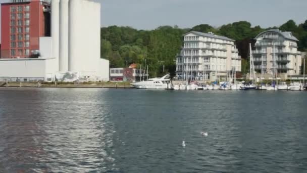 Фленсбург Германия Сентября 2023 Года Смешная Чайка Деревянном Полюсе Морской — стоковое видео
