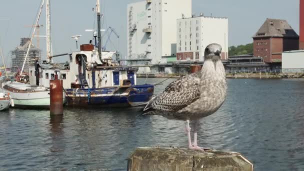 Flensburg Germany September 2023 Seagull Chick Wooden Pole Sea Harbor — Stock Video