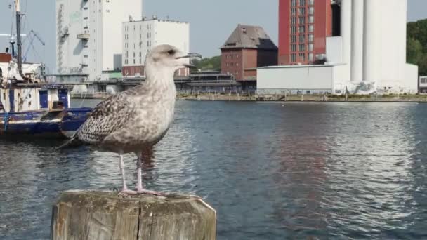 Flensburg Deutschland September 2023 Möwenküken Auf Einem Holzpfahl Hafen Nahaufnahme — Stockvideo