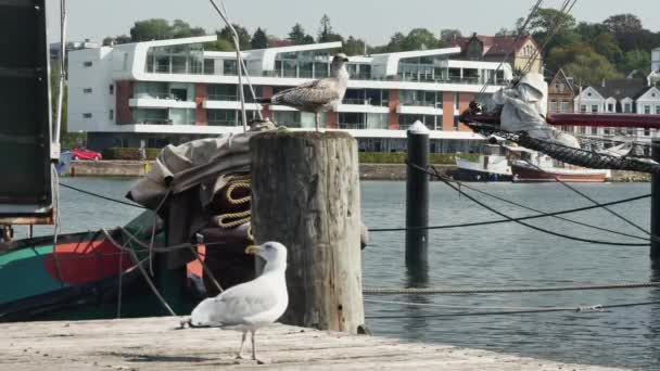 Flensburg Alemania Septiembre 2023 Las Gaviotas Despegan Sobre Puerto — Vídeos de Stock