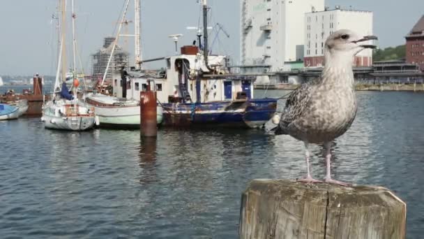 Flensburg Germany September 2023 Screaming Seagull Chick Wooden Post Harbor — Stock Video