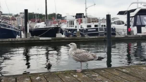 Flensburg Germany September 2023 Side View Seagull Background Yachts — Stock Video