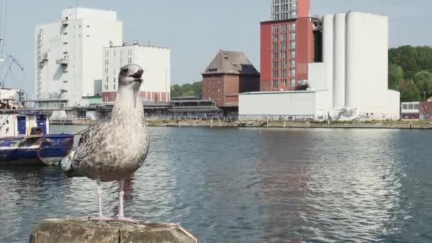Flensburg Almanya Eylül 2023 Limandaki Ahşap Bir Direkte Çığlık Atan — Stok video