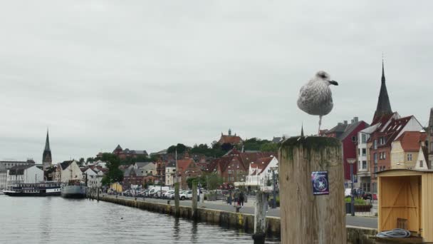 德国弗伦斯堡 2023年8月17日 在弗伦斯堡堤岸的背景下 一只海鸥幼鸟栖息在一根木杆子上 — 图库视频影像