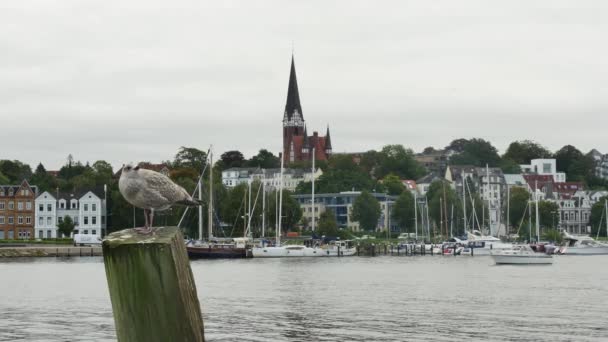 Flensburg Allemagne Août 2023 Mouette Poussin Sur Poteau Bois Sur — Video