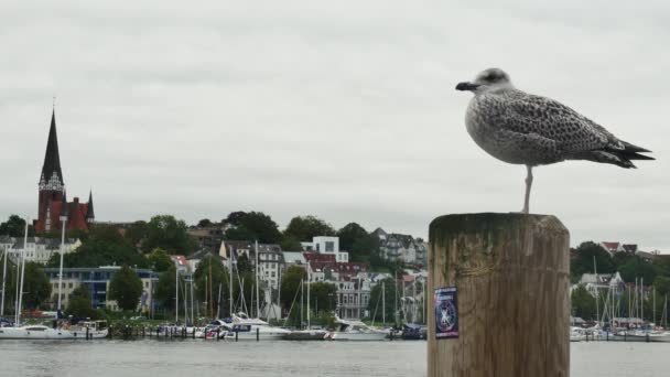 Flensburg Germany August 2023 Seagull One Leg Pole Flensburg Background — Stock Video
