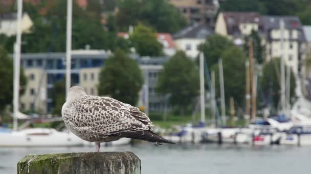 Seagull Pole European Harbor Blurred Background — Stock Video