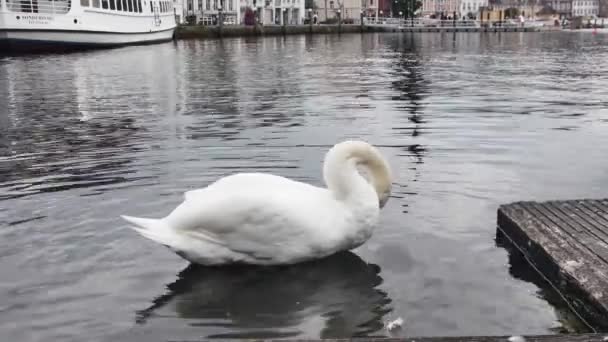 Flensburg Germany September 2023 Side View Swan Harbor — Stock Video