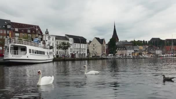 德国弗伦斯堡 2023年9月17日 一对天鹅在港口游泳 背景是城市 — 图库视频影像