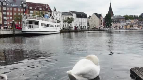 フレンズバーグ ドイツ 2023年9月17日 白鳥は バックグラウンドの都市との楽しいボートの隣の港で彼の衛生を行います — ストック動画