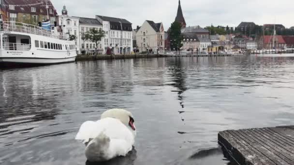 ドイツ 2023年9月17日 都市の背景に対する港の白鳥 — ストック動画