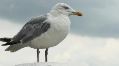 Gökyüzüne karşı bir martının portresi