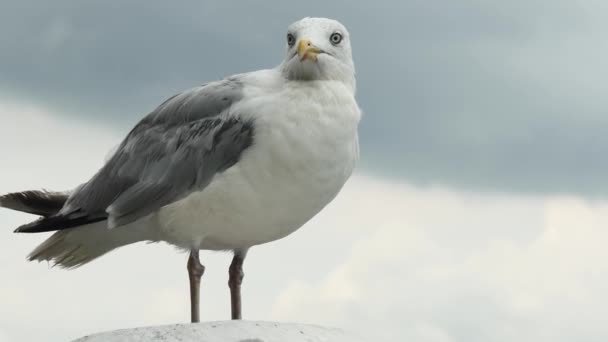 Potret Burung Camar Terhadap Langit Pandangan Depan — Stok Video