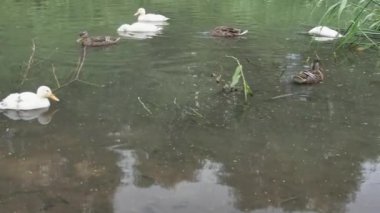 Bir grup sıradan ve beyaz yaban ördeği yaz göletinde