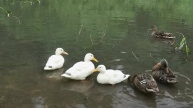  Bir grup sıradan ve beyaz yaban ördeği güzel bir gölette