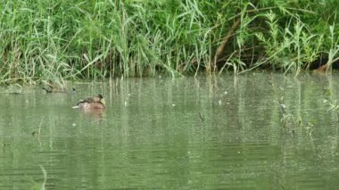 Mutlu yaban ördeği güzel bir gölette çok hızlı dalıyor.