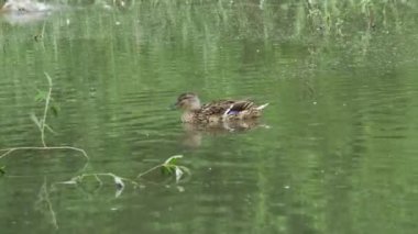 Mallard ördeği parkta bir yaz göletinde yüzer.