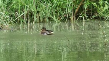 Neşeli yaban ördeği çok fazla dalıyor ve hızla güzel bir gölete dalıyor.