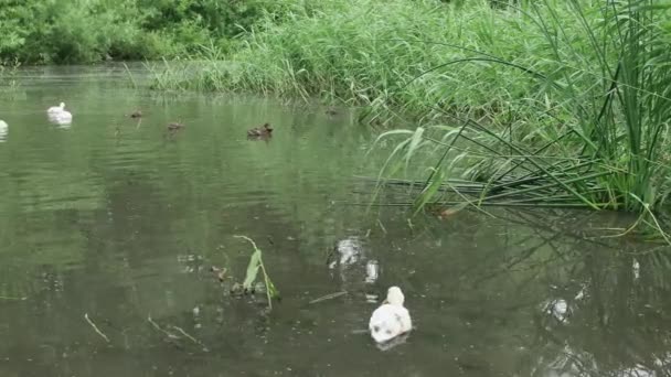 Grupo Patos Reais Selvagens Comuns Brancos Descansando Nadando Uma Bela — Vídeo de Stock