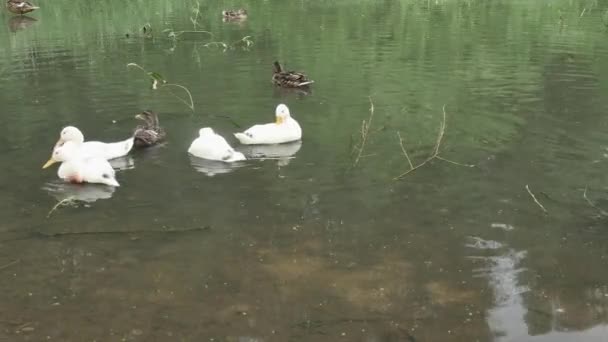 Eine Gruppe Gemeiner Und Weißer Stockenten Die Einem Teich Ruhen — Stockvideo