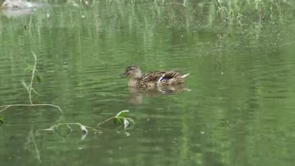 Маллардська Качка Плаває Літньому Ставку Парку — стокове відео