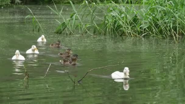 一群普通和白色野鸭在一个美丽的池塘里游泳 — 图库视频影像