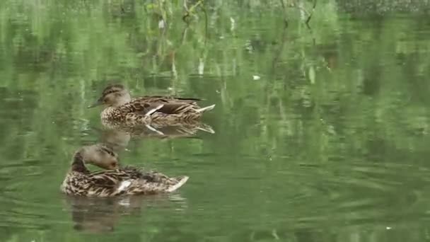 美しい夏の池で泳ぐ2匹のマラードアヒル — ストック動画