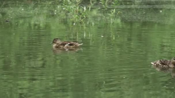 Dois Patos Selvagens Nadam Uma Bela Lagoa Verão — Vídeo de Stock