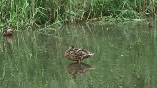 靠湖芦苇背景的野鸭 — 图库视频影像