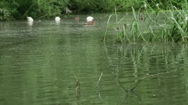 Witte Gewone Wilde Eenden Zwemmen Diepte Van Een Prachtige Zomervijver — Stockvideo