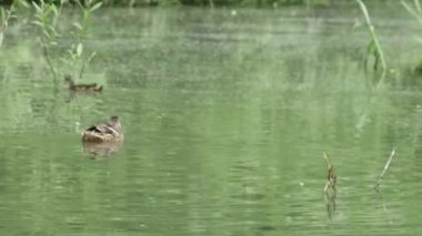  Yaban ördekleri bir yaz gölünde sazlıklarla yüzerler.