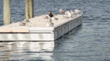  Bir karabatak, tüylerini martıların arasına saklar..