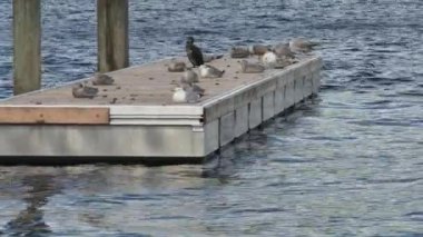 Küçük yüzen bir platformdaki martılar arasında karabataklar.