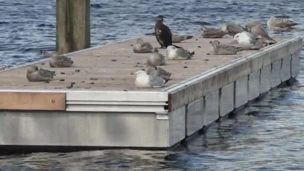 Cormorant Many Seagulls Small Floating Platform — Stock Video