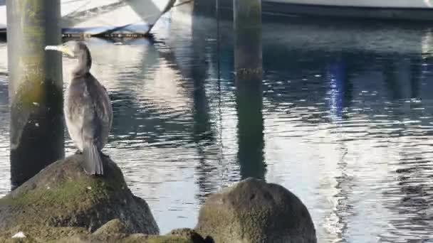 Kormoranvogel Auf Einem Großen Stein Hafen — Stockvideo