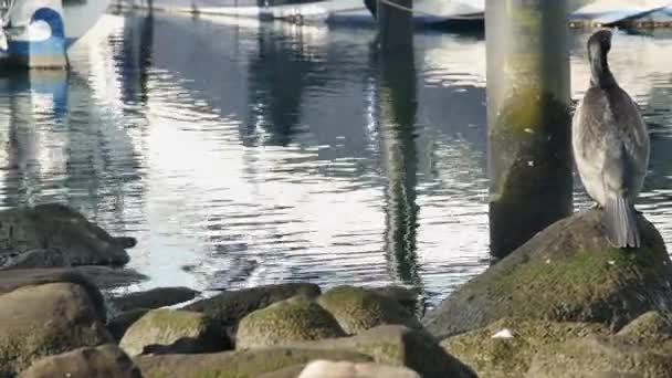 Aalscholver Vogel Een Grote Steen Haven Van Stad — Stockvideo