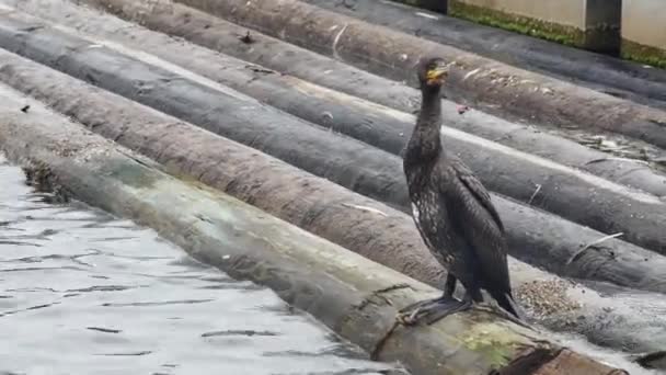 Cormorant Jumps Sea Floating Logs — Stock Video