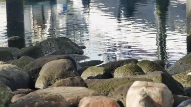 在大石头上 在堤岸上的一只斑斑的鸟 — 图库视频影像