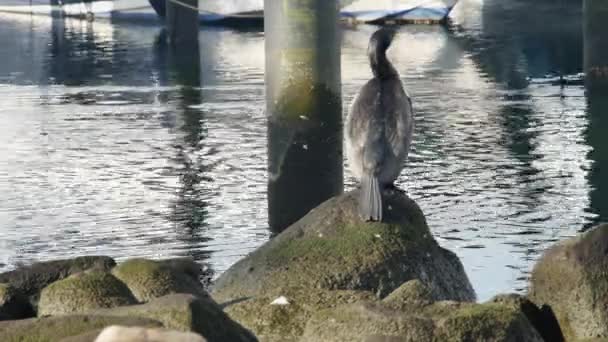 Kormoran Auf Einem Großen Stein Vor Dem Hintergrund Schwimmender Enten — Stockvideo