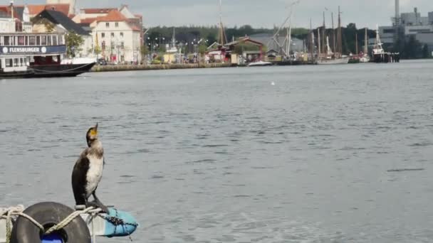 2023年8月20日 德国弗伦斯堡 在城市港口的背景下 有一艘轮船停泊着 — 图库视频影像