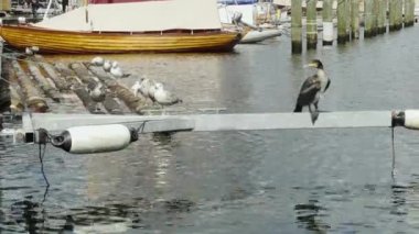  Flensburg, Almanya - 20 Ağustos 2023 Karabatak ve dinlenen martılar