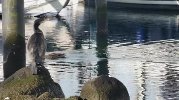 Морський Баклажан Великому Камені Плавальними Качками Фоні — стокове відео