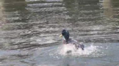 Tatmin olmuş bir yaban ördeği deniz suyunda yüzer