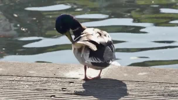Duck Preening Its Feathers Stairs Harbor Shore — Stock Video
