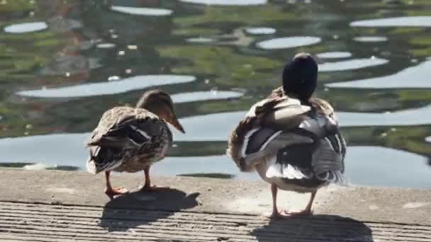 一只鸭子在河堤上的楼梯上擦着羽毛 — 图库视频影像