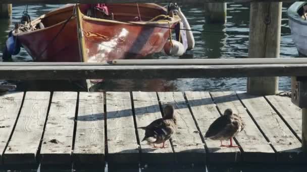 在港口靠船的鸭群 — 图库视频影像
