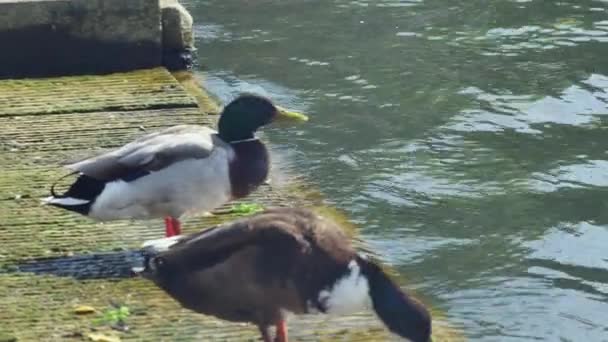 Ducks Drink Water While Standing Wooden Ladder — Stock Video