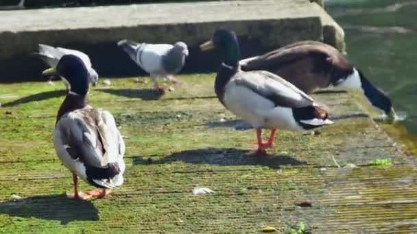Ducks Eat Thrown Food Shore — Stock Video